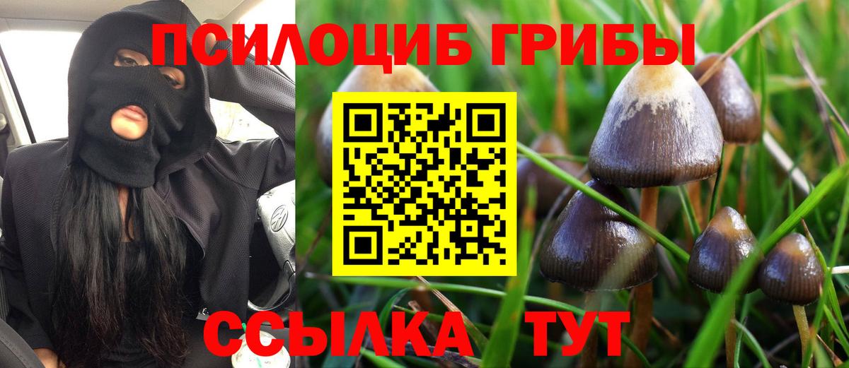 Великий Устюг  Псилоцибиновые грибы Psilocybine cubensis  Вход с VPN 